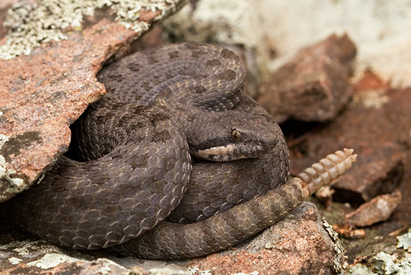 Twin-spotted Rattlesnake Crotalus pricei near Barfoot Park