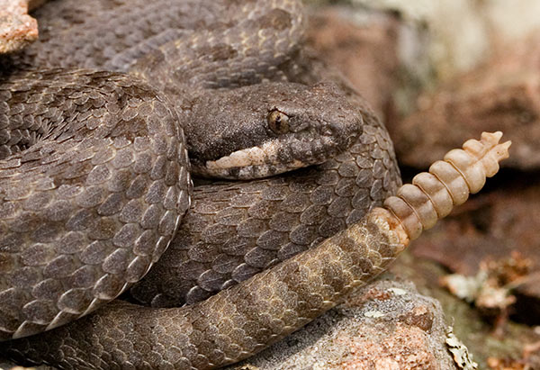 Twin-spotted Rattlesnake Crotalus pricei southeast Arizona