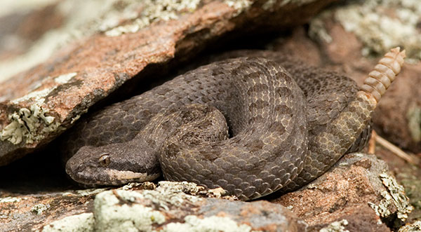 Twin-spotted Rattlesnake Crotalus pricei protected snake