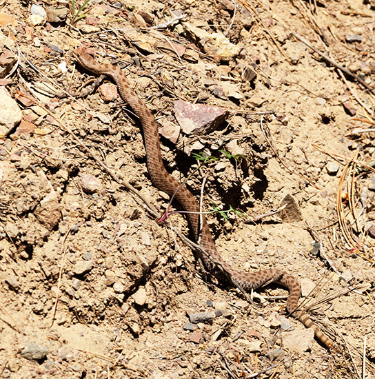Twin-spotted Rattlesnake Crotalus pricei