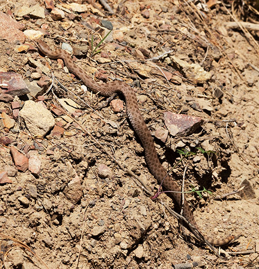 Twin-spotted Rattlesnake Crotalus pricei