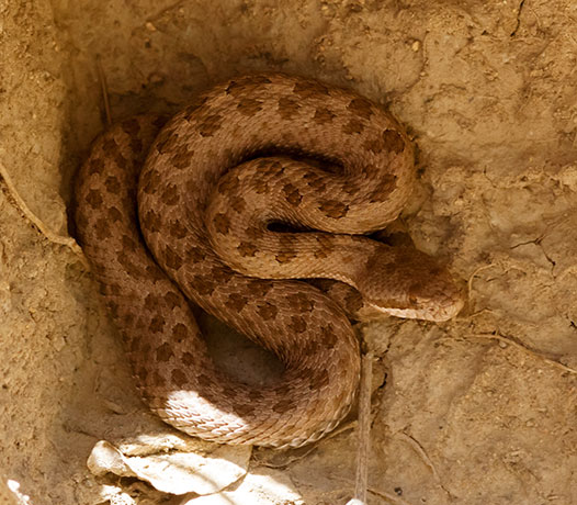 Twin-spotted Rattlesnake Crotalus pricei
