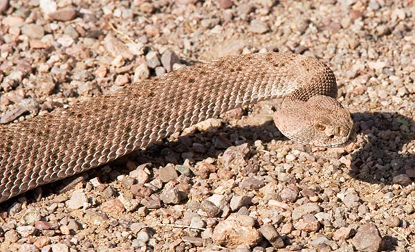Western Diamond-backed Rattlesnake Crotalus atrox Diamonback