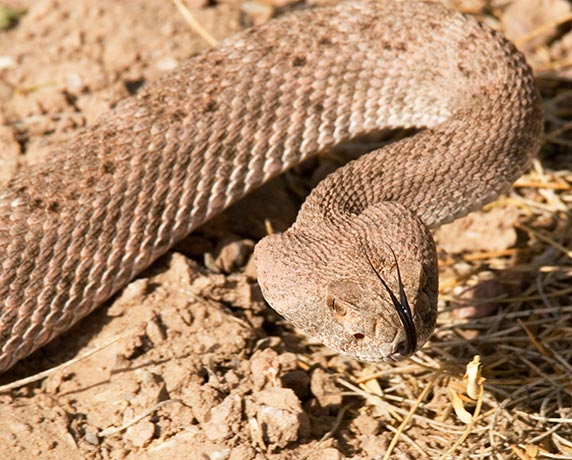 Western Diamond-backed Rattlesnake Crotalus atrox Diamonback