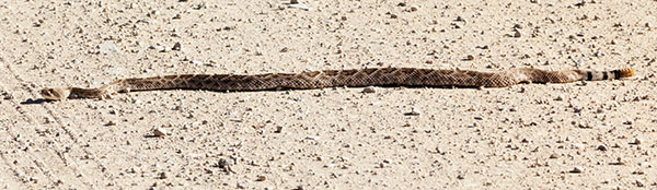 Western Diamond-backed Rattlesnake Crotalus atrox Diamondback