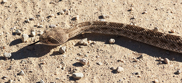 Western Diamond-backed Rattlesnake Crotalus atrox Diamondback