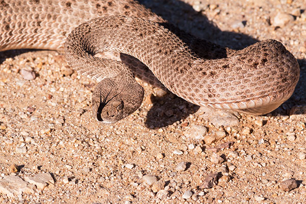 Western Diamond-backed Rattlesnake Crotalus atrox Diamondback