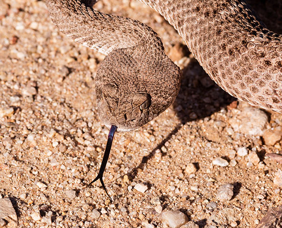 Western Diamond-backed Rattlesnake Crotalus atrox Diamondback