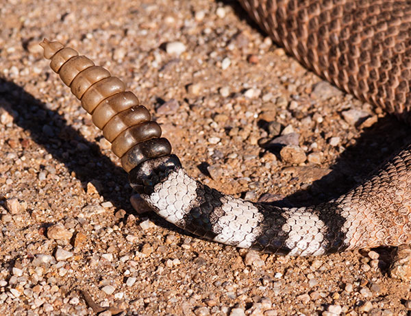 Western Diamond-backed Rattlesnake Crotalus atrox Diamondback