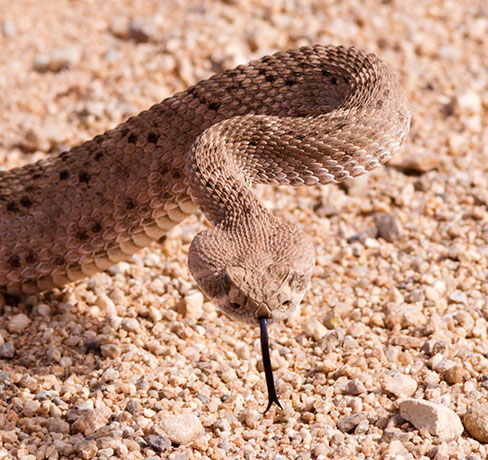 Western Diamond-backed Rattlesnake Crotalus atrox Diamondback
