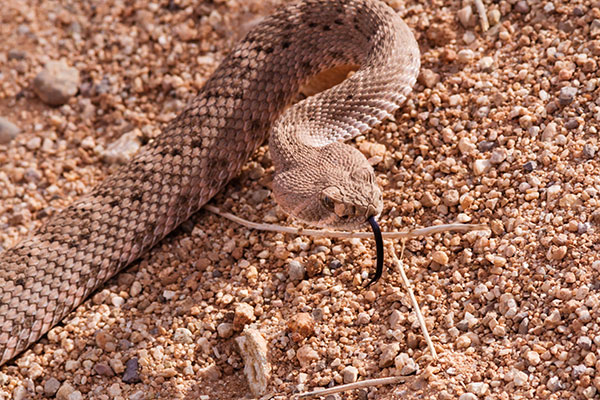 Western Diamond-backed Rattlesnake Crotalus atrox Diamondback