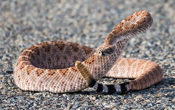 Western Diamond-backed Rattlesnake Crotalus atrox Diamondback