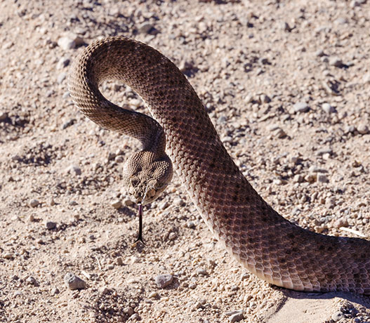 Western Diamond-backed Rattlesnake Crotalus atrox Diamondback