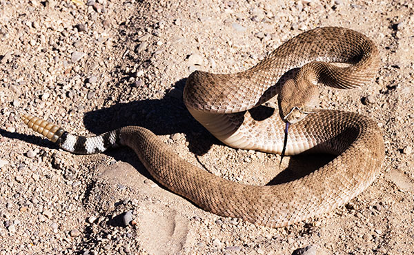 Western Diamond-backed Rattlesnake Crotalus atrox Diamondback