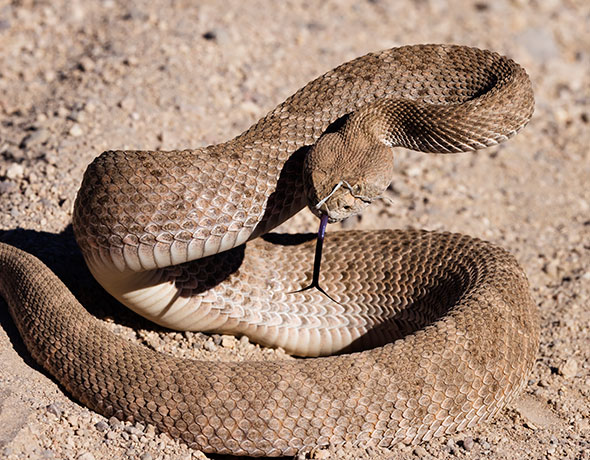 Western Diamond-backed Rattlesnake Crotalus atrox Diamondback