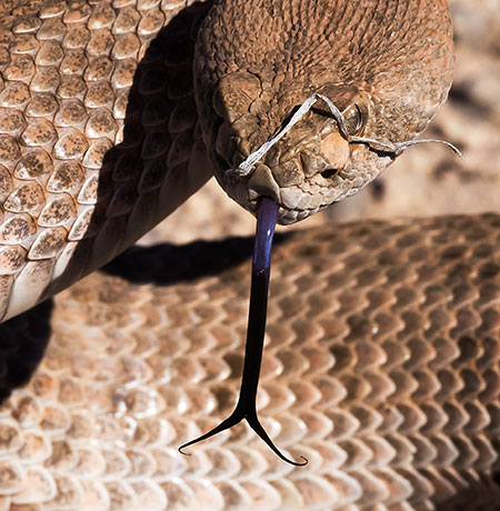 Western Diamond-backed Rattlesnake Crotalus atrox Diamondback