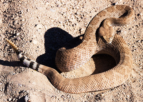 Western Diamond-backed Rattlesnake Crotalus atrox Diamondback