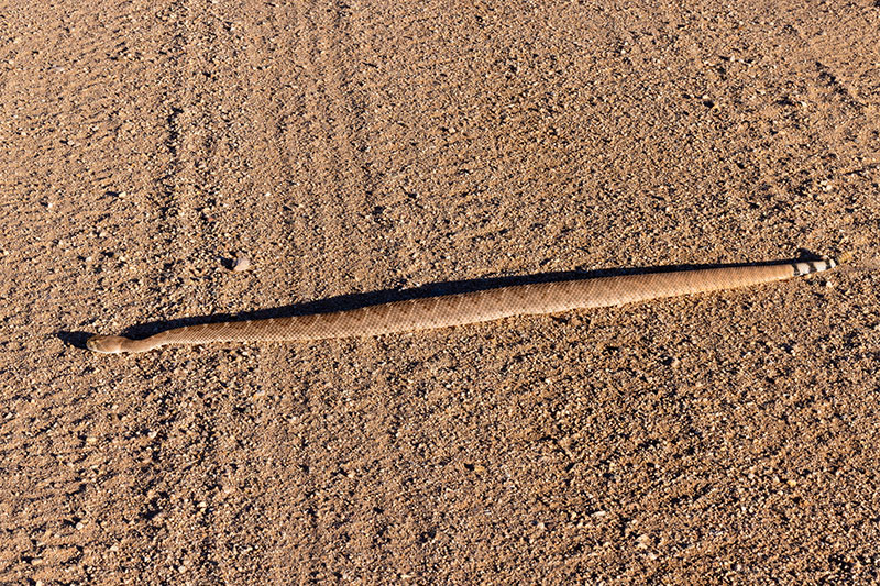 Western Diamond-backed Rattlesnake Crotalus atrox Diamondback