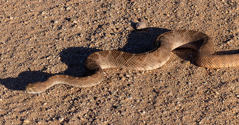 Western Diamond-backed Rattlesnake Crotalus atrox Diamondback