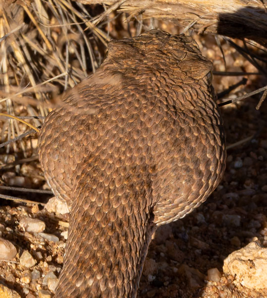 Western Diamond-backed Rattlesnake Crotalus atrox Diamondback