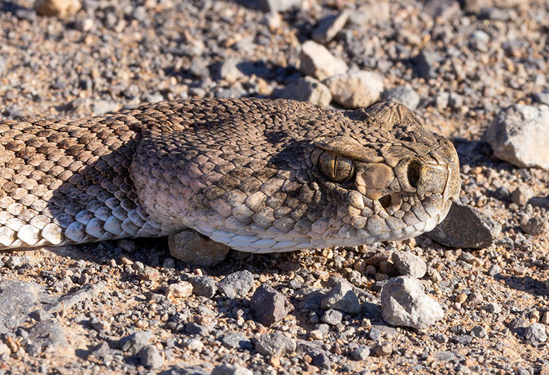 Western Diamond-backed Rattlesnake Crotalus atrox Diamondback