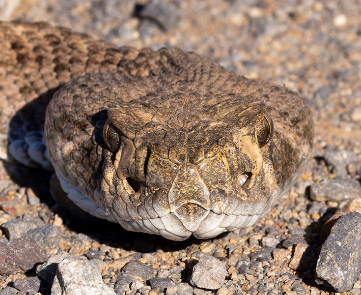 Western Diamond-backed Rattlesnake Crotalus atrox Diamondback