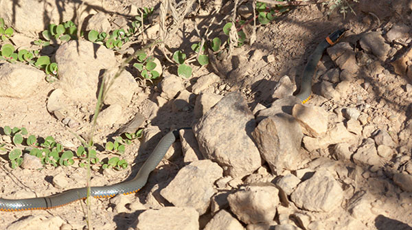 Ring-necked Snake Diadophis punctatus