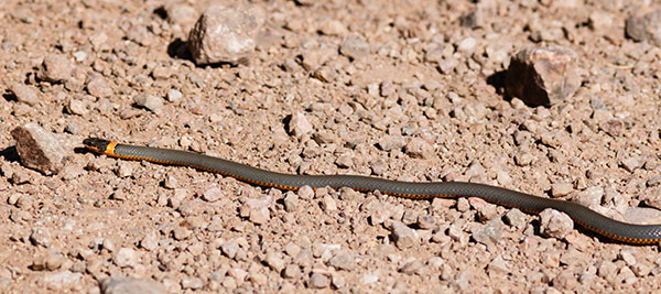 Ring-necked Snake Diadophis punctatus