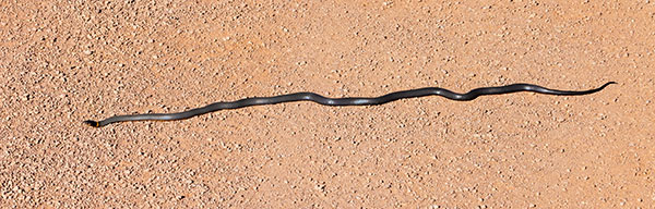 Ring-necked Snake Diadophis punctatus