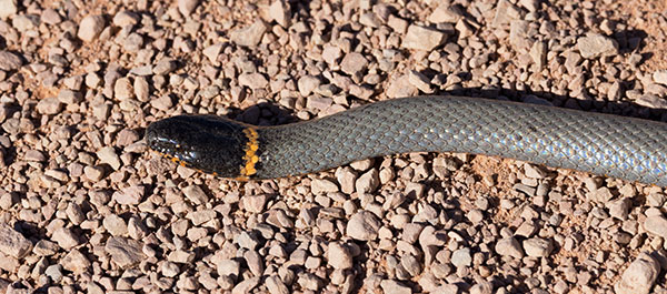 Ring-necked Snake Diadophis punctatus