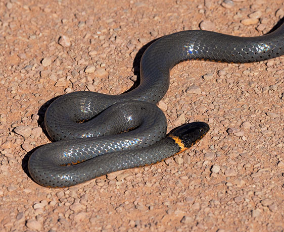Ring-necked Snake Diadophis punctatus