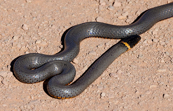 Ring-necked Snake Diadophis punctatus
