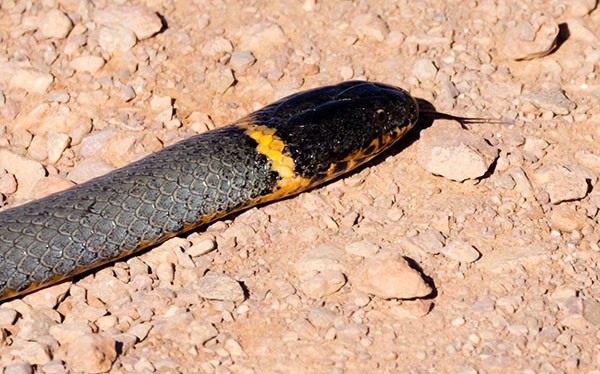 Ring-necked Snake Diadophis punctatus