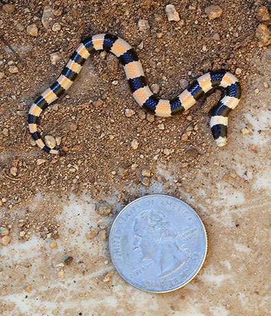 Variable Sandsnake Chilomeniscus stramineus 