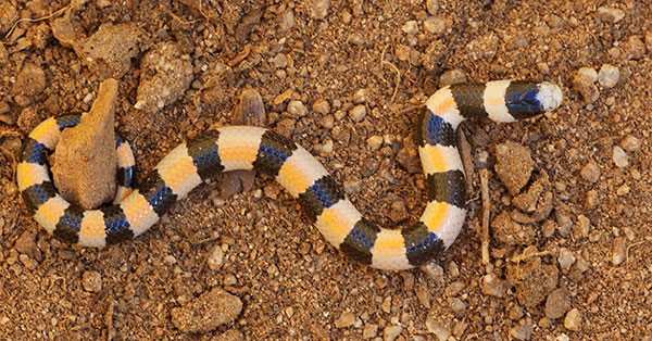 Variable Sandsnake Chilomeniscus stramineus 