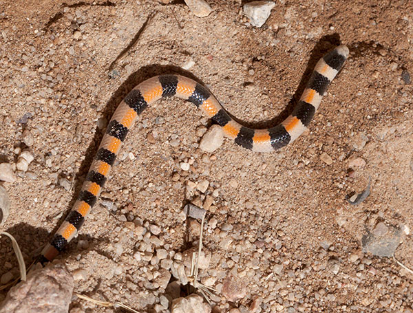 Variable Sandsnake Chilomeniscus stramineus 