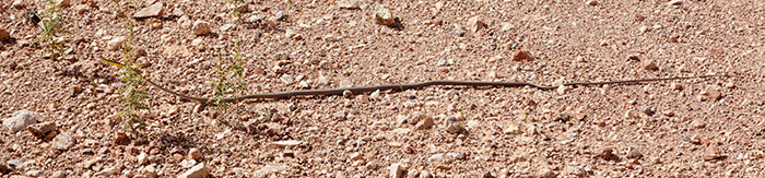 Brown Vinesnake Oxybelis aeneus Vine Snake