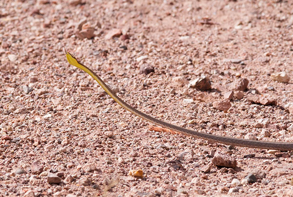Brown Vinesnake Oxybelis aeneus Vine Snake