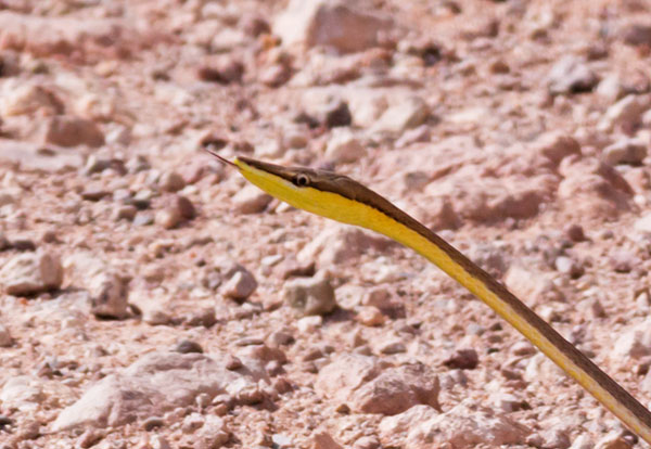 Brown Vinesnake Oxybelis aeneus Vine Snake