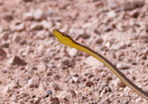 Brown Vinesnake Oxybelis aeneus Vine Snake