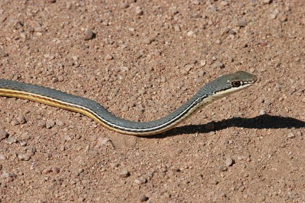 Sonoran Whipsnake Masticophis bilineatus