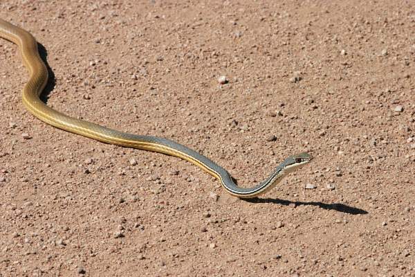 Image Result For Snakes Image Result For Snakes