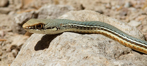 Sonoran Whipsnake Masticophis bilineatus