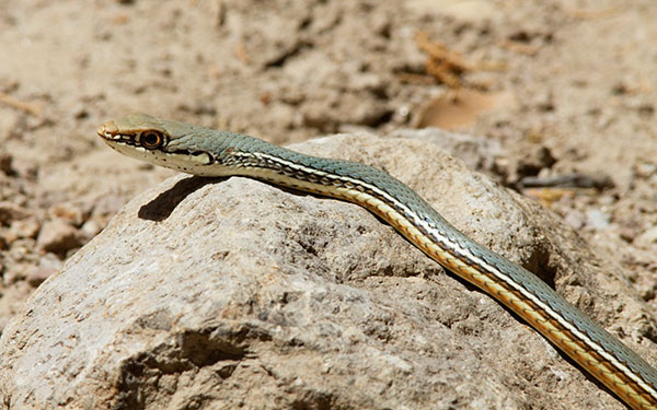 Sonoran Whipsnake Masticophis bilineatus