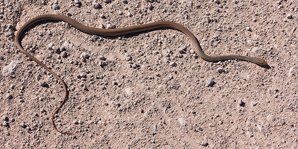 Sonoran Whipsnake Masticophis bilineatus