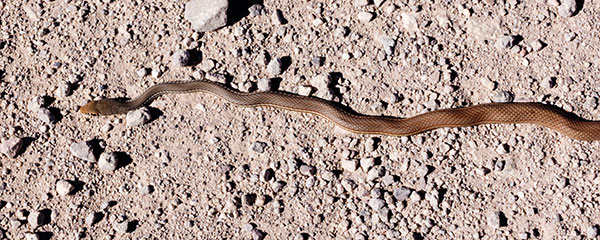 Sonoran Whipsnake Masticophis bilineatus