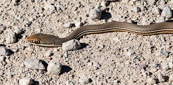 Sonoran Whipsnake Masticophis bilineatus