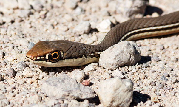 Sonoran Whipsnake Masticophis bilineatus