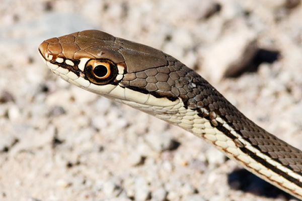 Sonoran Whipsnake Masticophis bilineatus