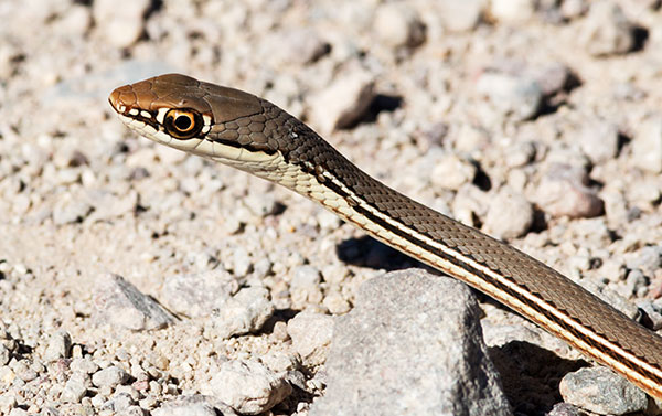 Sonoran Whipsnake Masticophis bilineatus